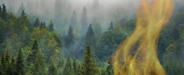 webinar Incêndios florestiais: consequências e impactos